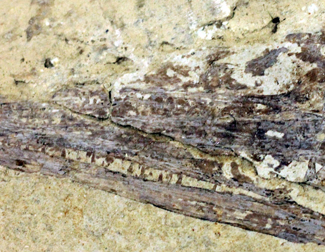 今後も大切に保管をお願いします。希少中の希少化石、ブラジル産メソサウルス(Mesosaurus sp.)の全身化石。保存状態大変良好。(その17)