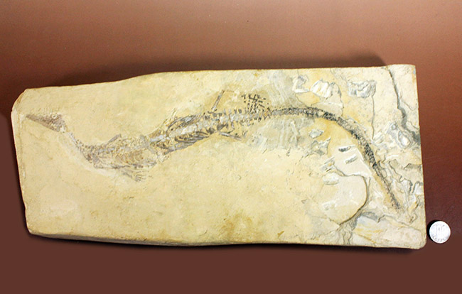 今後も大切に保管をお願いします。希少中の希少化石、ブラジル産メソサウルス(Mesosaurus sp.)の全身化石。保存状態大変良好。(その18)