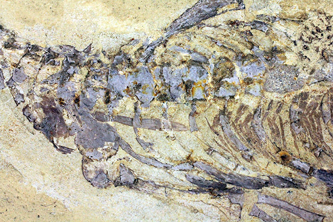 今後も大切に保管をお願いします。希少中の希少化石、ブラジル産メソサウルス(Mesosaurus sp.)の全身化石。保存状態大変良好。(その3)