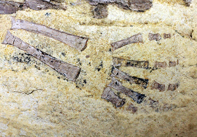 今後も大切に保管をお願いします。希少中の希少化石、ブラジル産メソサウルス(Mesosaurus sp.)の全身化石。保存状態大変良好。(その4)