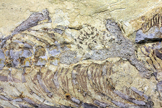 今後も大切に保管をお願いします。希少中の希少化石、ブラジル産メソサウルス(Mesosaurus sp.)の全身化石。保存状態大変良好。(その5)