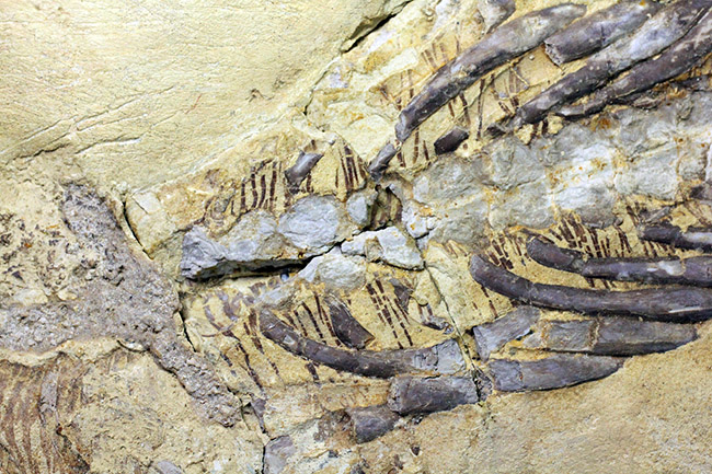 今後も大切に保管をお願いします。希少中の希少化石、ブラジル産メソサウルス(Mesosaurus sp.)の全身化石。保存状態大変良好。(その6)
