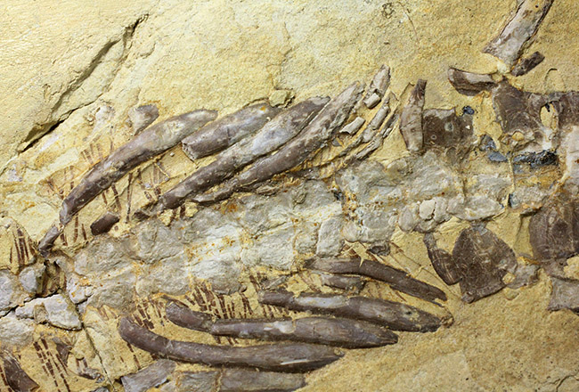 今後も大切に保管をお願いします。希少中の希少化石、ブラジル産メソサウルス（Mesosaurus sp.）の全身化石。保存状態大変良好。（その7）