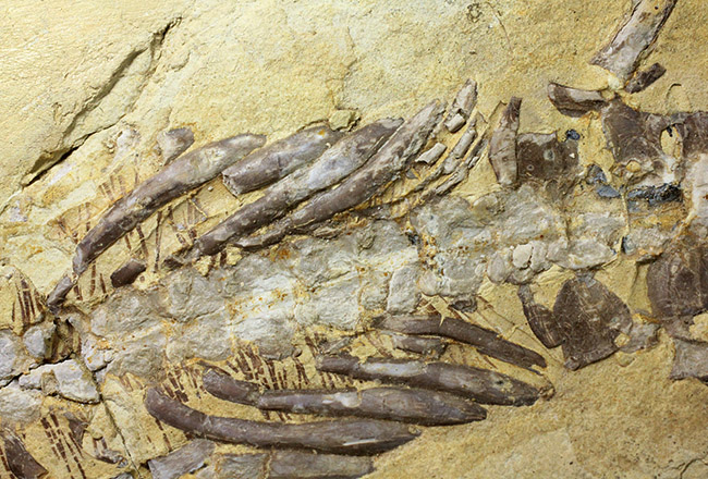 今後も大切に保管をお願いします。希少中の希少化石、ブラジル産メソサウルス(Mesosaurus sp.)の全身化石。保存状態大変良好。(その7)