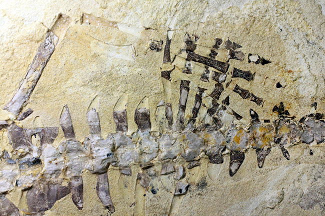 今後も大切に保管をお願いします。希少中の希少化石、ブラジル産メソサウルス(Mesosaurus sp.)の全身化石。保存状態大変良好。(その8)