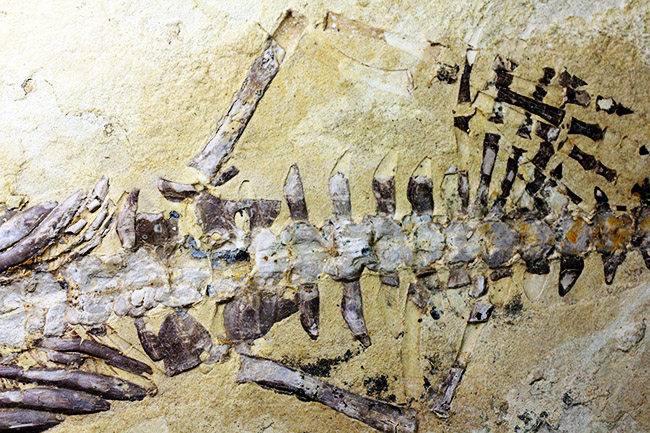 今後も大切に保管をお願いします。希少中の希少化石、ブラジル産メソサウルス（Mesosaurus sp.）の全身化石。保存状態大変良好。（その9）