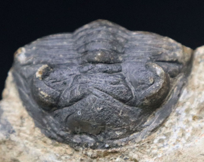 モロッコのデボン紀の地層から採集される代表的な三葉虫の一つ、メタカンティナ(Metacanthina)の化石(その1)