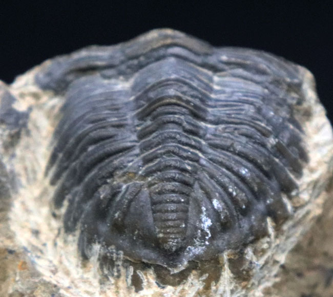 モロッコのデボン紀の地層から採集される代表的な三葉虫の一つ、メタカンティナ（Metacanthina）の化石（その2）