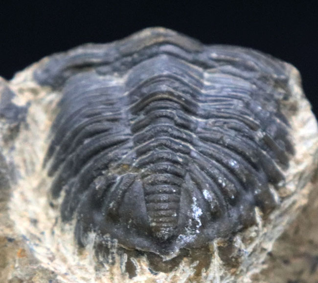 モロッコのデボン紀の地層から採集される代表的な三葉虫の一つ、メタカンティナ(Metacanthina)の化石(その2)