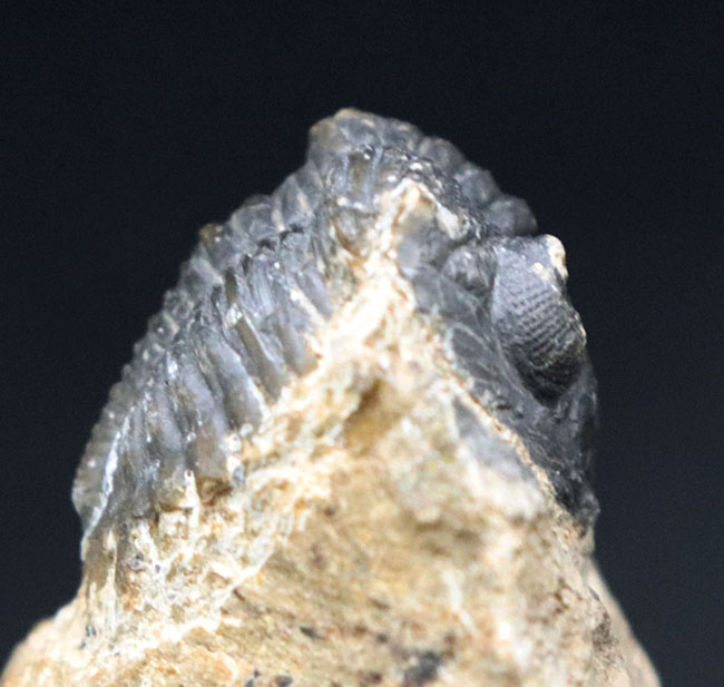 モロッコのデボン紀の地層から採集される代表的な三葉虫の一つ、メタカンティナ（Metacanthina）の化石（その3）