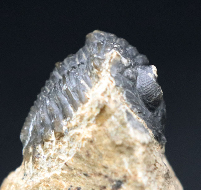 モロッコのデボン紀の地層から採集される代表的な三葉虫の一つ、メタカンティナ(Metacanthina)の化石(その3)