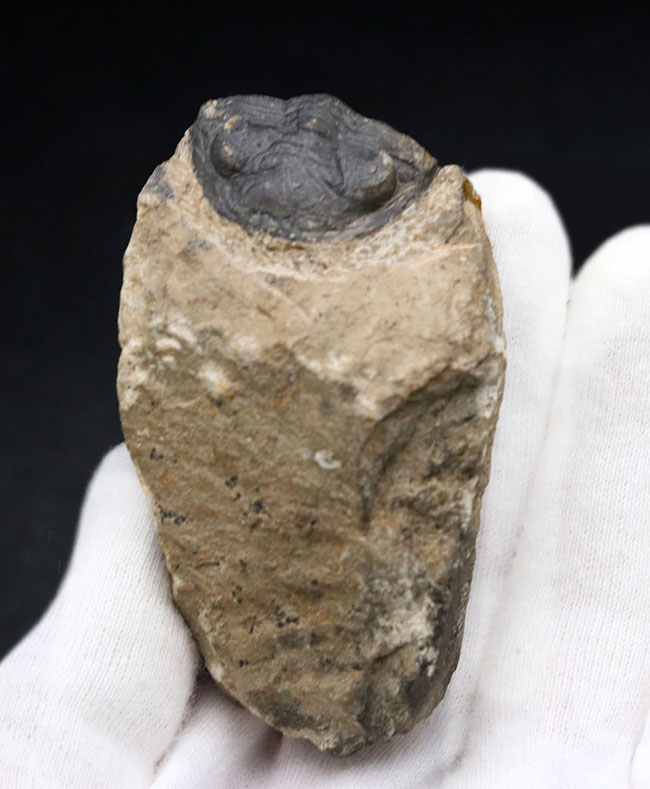 モロッコのデボン紀の地層から採集される代表的な三葉虫の一つ、メタカンティナ(Metacanthina)の化石(その4)