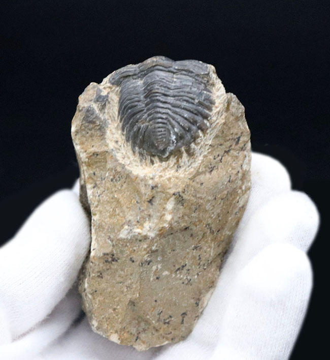 モロッコのデボン紀の地層から採集される代表的な三葉虫の一つ、メタカンティナ（Metacanthina）の化石（その5）