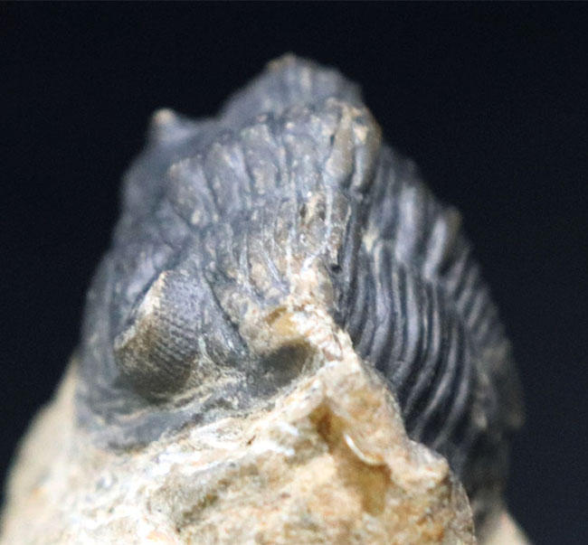 モロッコのデボン紀の地層から採集される代表的な三葉虫の一つ、メタカンティナ（Metacanthina）の化石（その6）