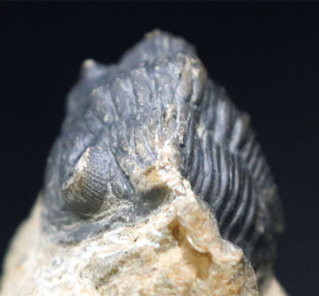 モロッコのデボン紀の地層から採集される代表的な三葉虫の一つ、メタカンティナ(Metacanthina)の化石(その6)