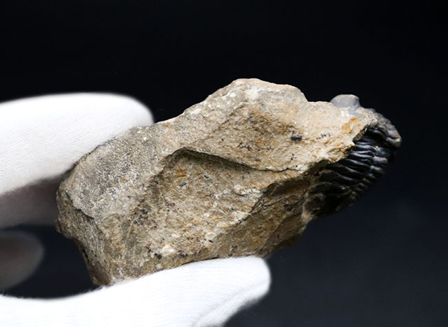 モロッコのデボン紀の地層から採集される代表的な三葉虫の一つ、メタカンティナ(Metacanthina)の化石(その7)