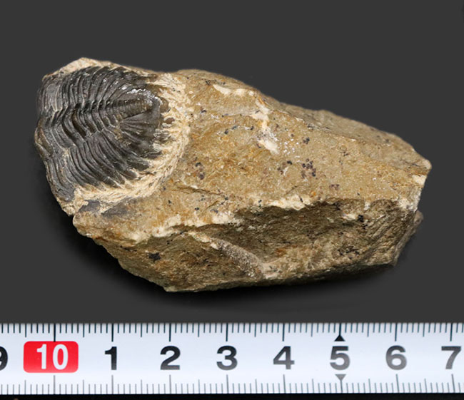 モロッコのデボン紀の地層から採集される代表的な三葉虫の一つ、メタカンティナ（Metacanthina）の化石（その8）