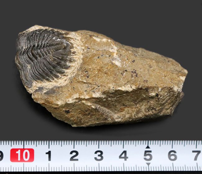 モロッコのデボン紀の地層から採集される代表的な三葉虫の一つ、メタカンティナ(Metacanthina)の化石(その8)