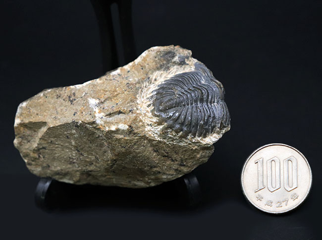モロッコのデボン紀の地層から採集される代表的な三葉虫の一つ、メタカンティナ(Metacanthina)の化石(その9)