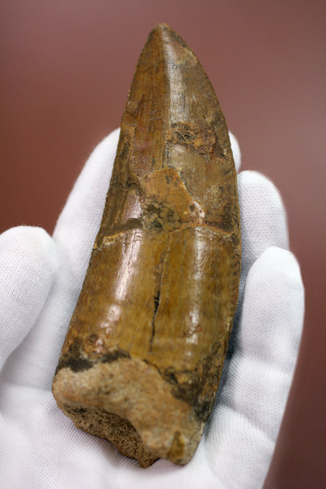 カルカロドントサウルス 歯の化石 モロッコ産 82.68mm ca30 - 雑貨