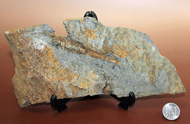 国内化石コレクター必見！ベリーレア！国内（岩手県北上山地産）の