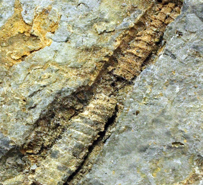 国内化石コレクター必見!ベリーレア!国内(岩手県北上山地産)のオルソセラス(Orthoceras)(その3)