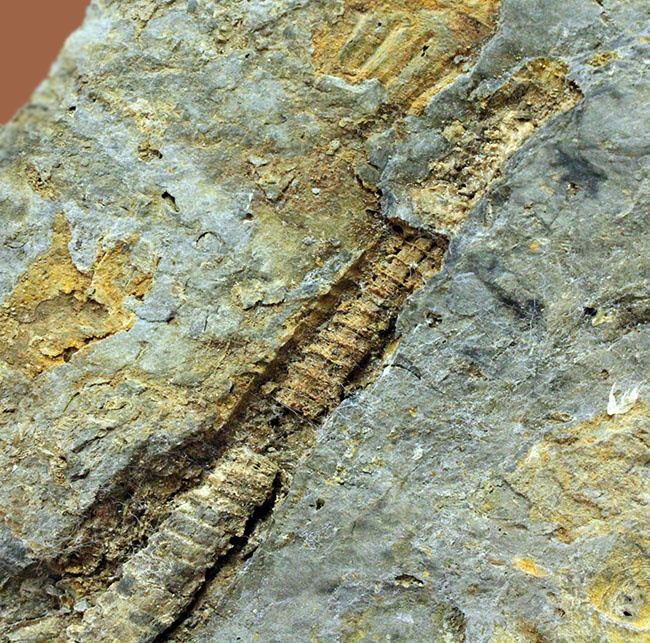 国内化石コレクター必見!ベリーレア!国内(岩手県北上山地産)のオルソセラス(Orthoceras)(その4)