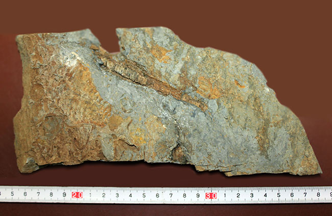 国内化石コレクター必見!ベリーレア!国内(岩手県北上山地産)のオルソセラス(Orthoceras)(その5)