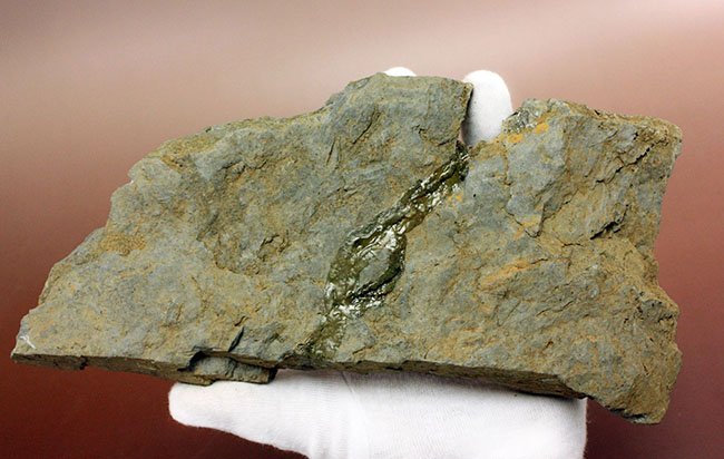 国内化石コレクター必見!ベリーレア!国内(岩手県北上山地産)のオルソセラス(Orthoceras)(その7)