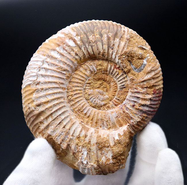 ジュラ紀を代表するアンモナイト、ペリスフィンクテス(Perisphinctes)の化石(その1)