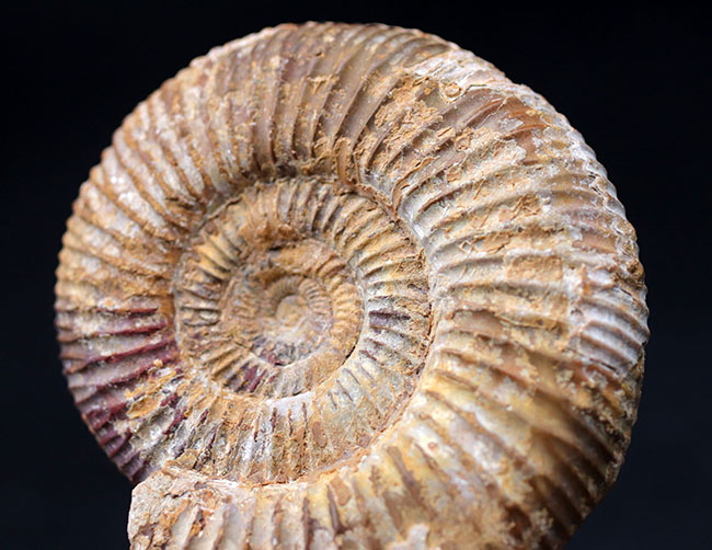 ジュラ紀を代表するアンモナイト、ペリスフィンクテス（Perisphinctes）の化石（その2）