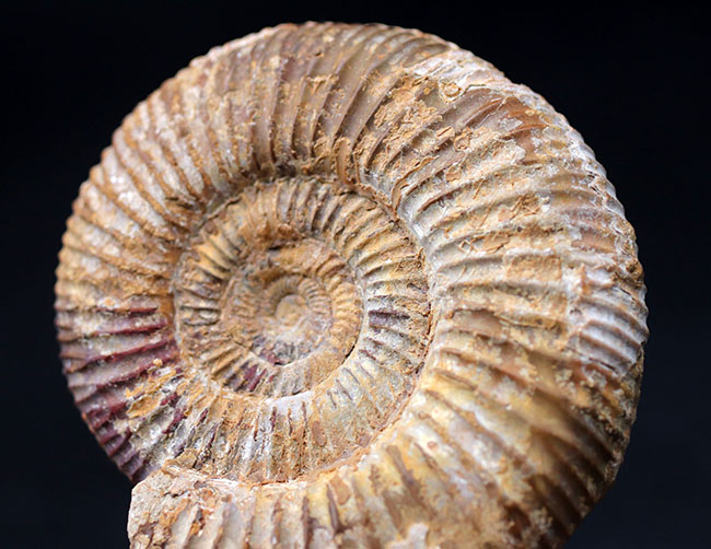 ジュラ紀を代表するアンモナイト、ペリスフィンクテス(Perisphinctes)の化石(その2)