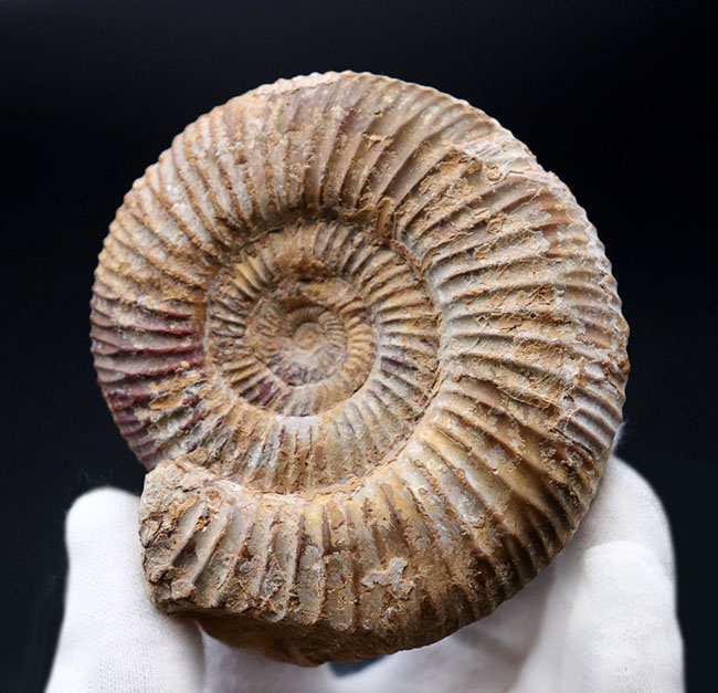 ジュラ紀を代表するアンモナイト、ペリスフィンクテス(Perisphinctes)の化石(その3)