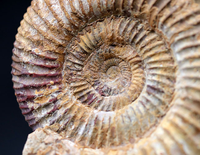 ジュラ紀を代表するアンモナイト、ペリスフィンクテス(Perisphinctes)の化石(その4)