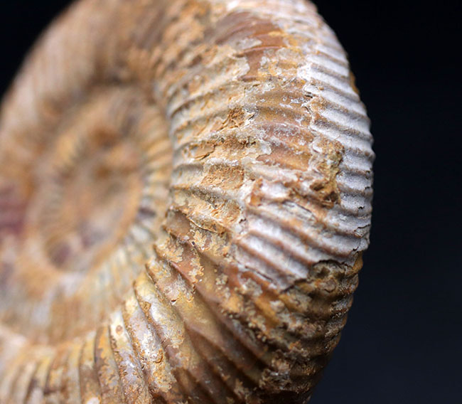 ジュラ紀を代表するアンモナイト、ペリスフィンクテス(Perisphinctes)の化石(その5)