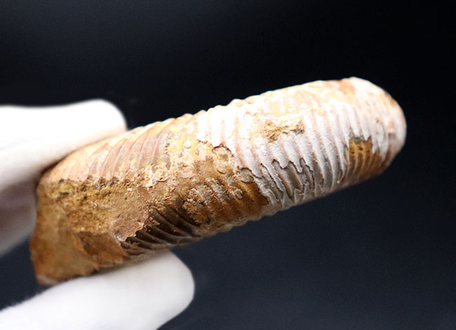 ジュラ紀を代表するアンモナイト、ペリスフィンクテス(Perisphinctes)の化石(その6)