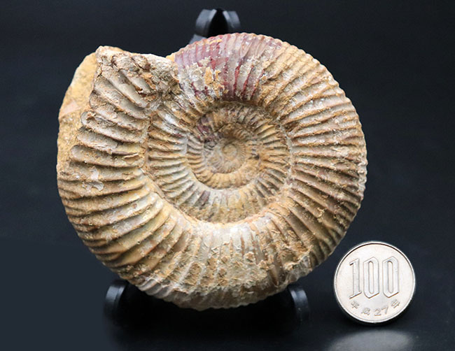 ジュラ紀を代表するアンモナイト、ペリスフィンクテス(Perisphinctes)の化石(その7)