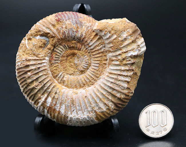 ジュラ紀を代表するアンモナイト、ペリスフィンクテス(Perisphinctes)の化石(その8)