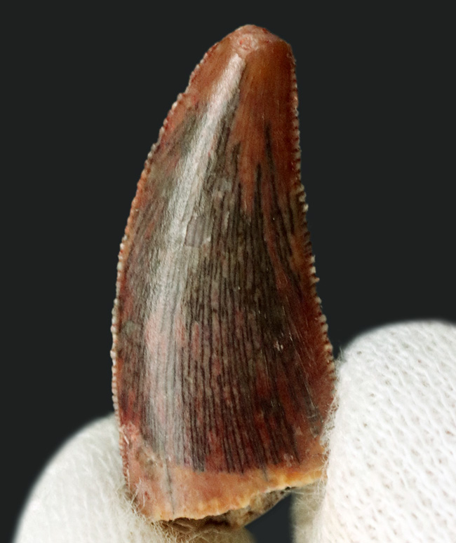 鋭いセレーションとナチュラルなエナメル質が保存された、小型獣脚類、ラプトル類（Raptor）の歯化石（その1）