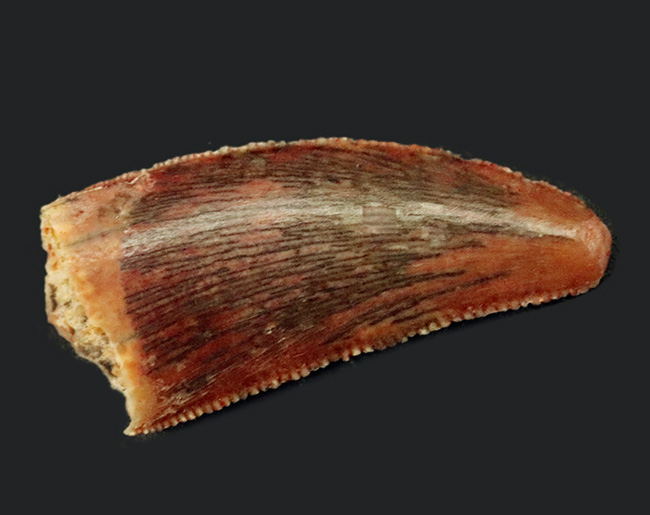 鋭いセレーションとナチュラルなエナメル質が保存された、小型獣脚類、ラプトル類（Raptor）の歯化石（その2）