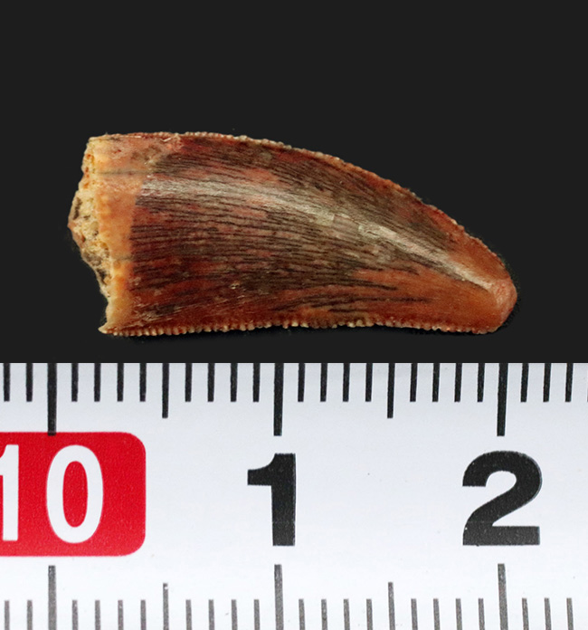 鋭いセレーションとナチュラルなエナメル質が保存された、小型獣脚類、ラプトル類（Raptor）の歯化石（その7）