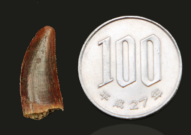鋭いセレーションとナチュラルなエナメル質が保存された、小型獣脚類、ラプトル類（Raptor）の歯化石（その8）