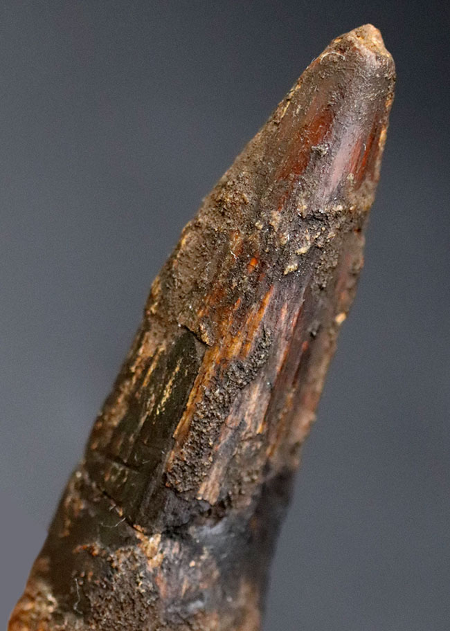 白亜紀、北アフリカモロッコ産の肉食恐竜、スピノサウルス(Spinosaurus)歯化石(その1)