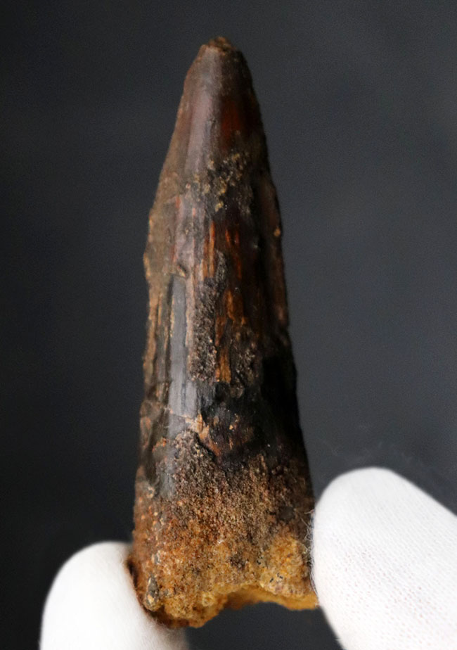 白亜紀、北アフリカモロッコ産の肉食恐竜、スピノサウルス(Spinosaurus)歯化石(その2)