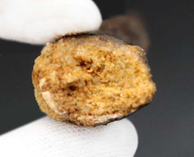 白亜紀、北アフリカモロッコ産の肉食恐竜、スピノサウルス(Spinosaurus)歯化石(その4)