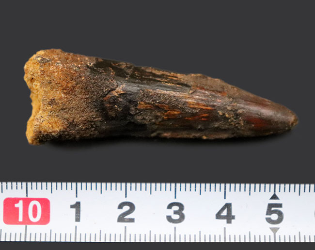白亜紀、北アフリカモロッコ産の肉食恐竜、スピノサウルス(Spinosaurus)歯化石(その5)