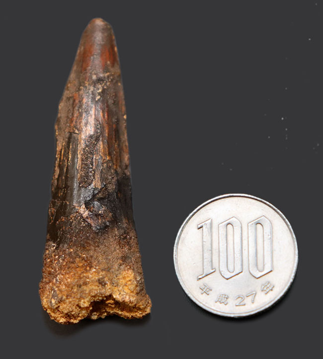 白亜紀、北アフリカモロッコ産の肉食恐竜、スピノサウルス(Spinosaurus)歯化石(その6)