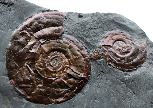 今や希少なソマセット産の希少な遊色アンモナイト、フィロセラス・プラノービス（Psiloceras planorbis）の群集化石（その1）
