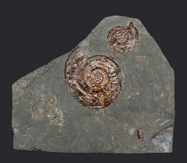 今や希少なソマセット産の希少な遊色アンモナイト、フィロセラス・プラノービス（Psiloceras planorbis）の群集化石（その2）