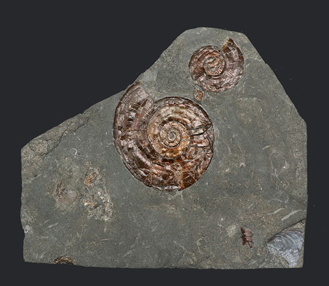 今や希少なソマセット産の希少な遊色アンモナイト、フィロセラス・プラノービス(Psiloceras planorbis)の群集化石(その2)